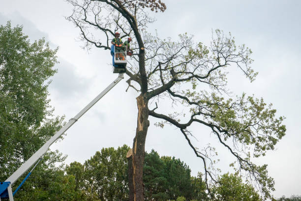 Best Seasonal Cleanup (Spring/Fall)  in Arbury Hls, IL