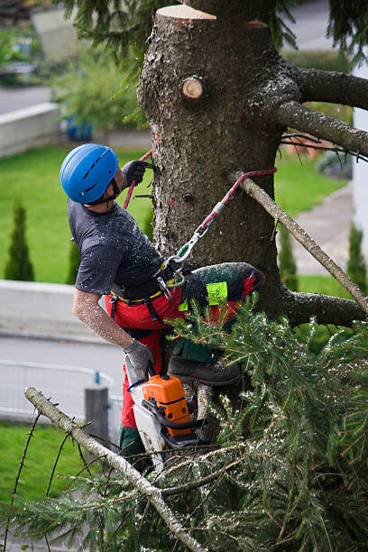 How Our Tree Care Process Works  in  Arbury Hills, IL